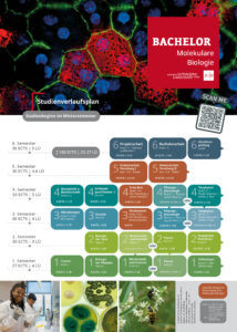 Übersicht | Studiengang Bachelor Molekulare Biologie | JGU Mainz
